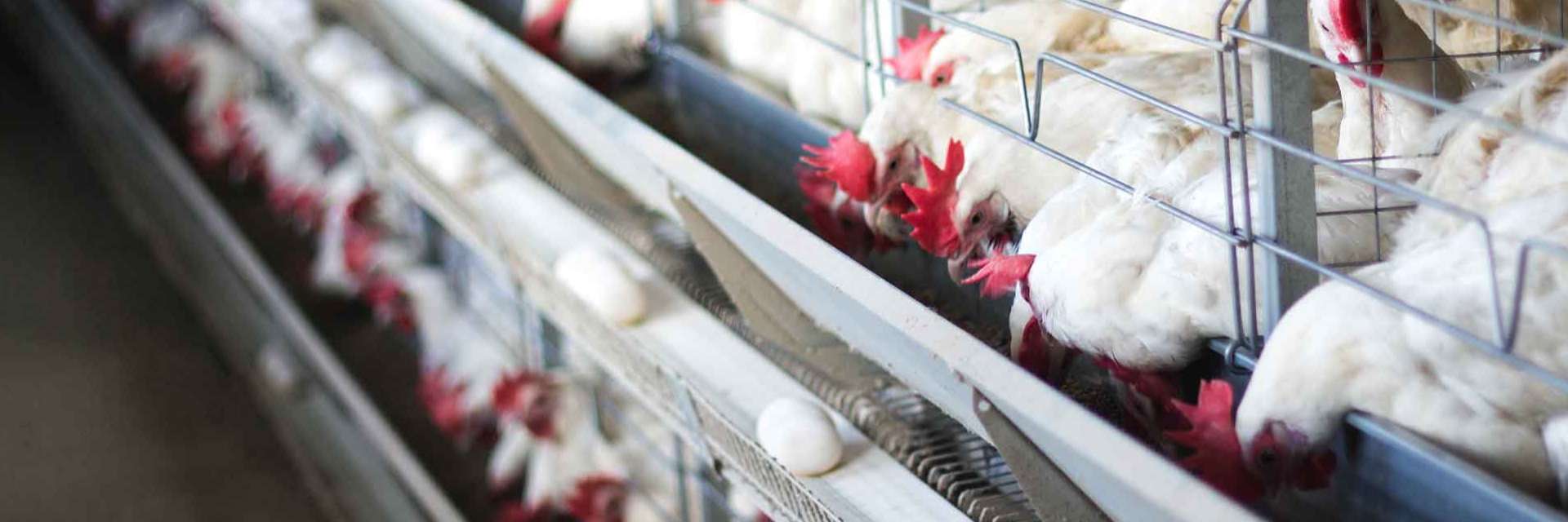 河南万华畜牧恒温养殖设备系统解决方案