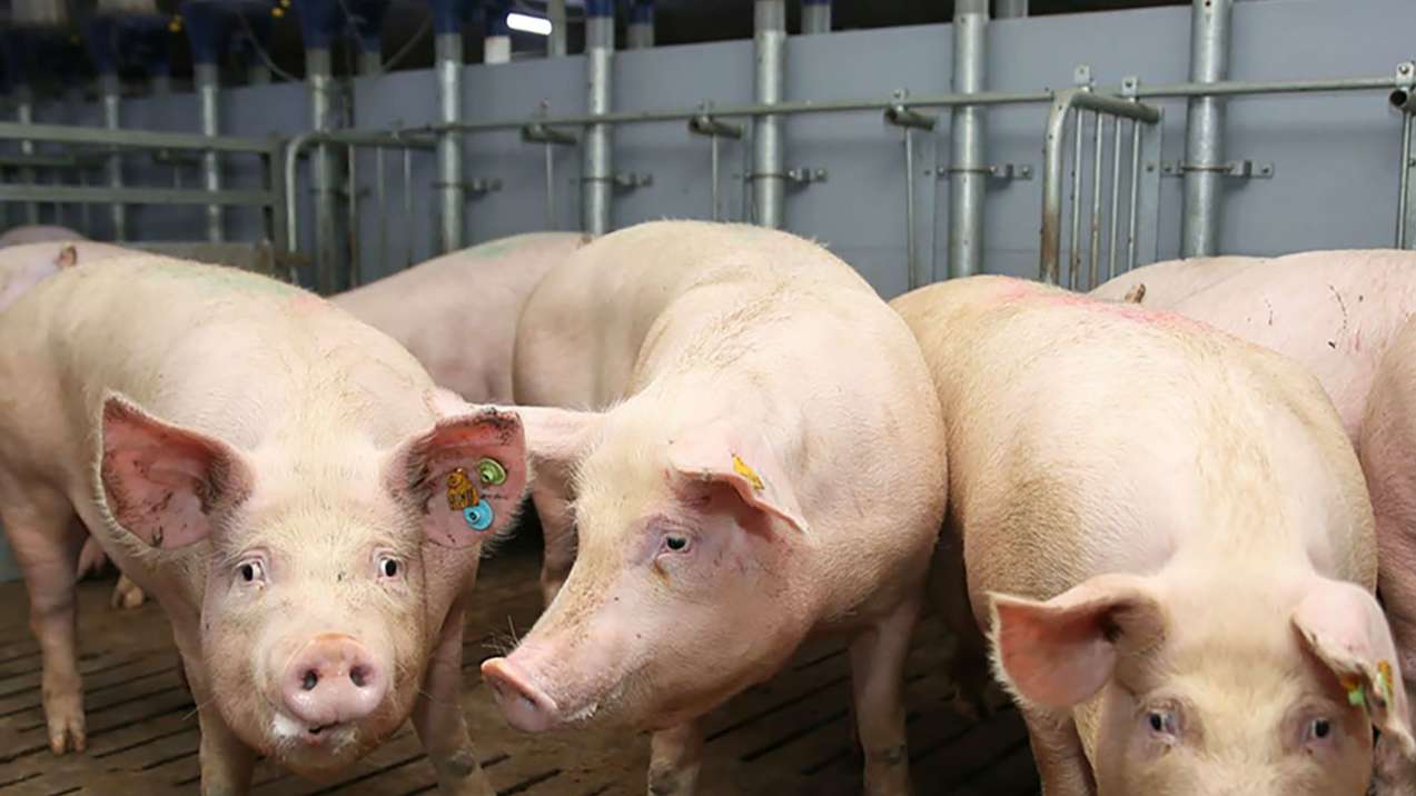 牧原实业集团有限公司动环监控系统